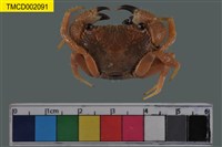 藏品(粗糙酋婦蟹)的圖片